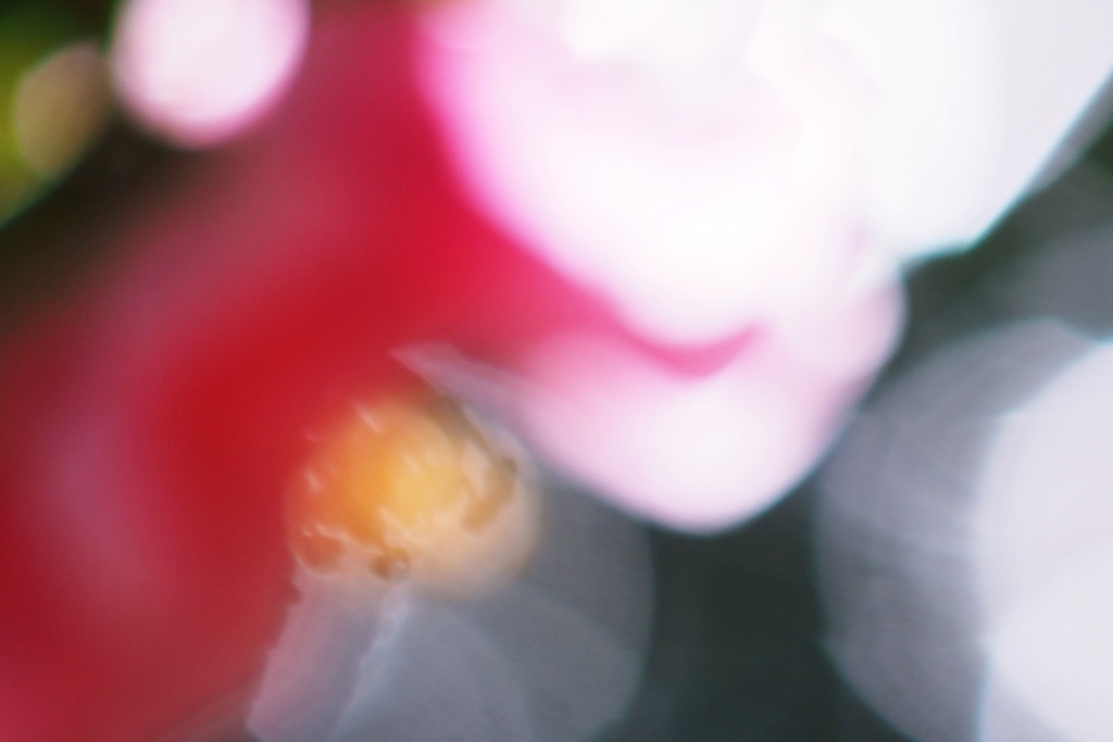 椿の花咲く頃（Ⅱ）
