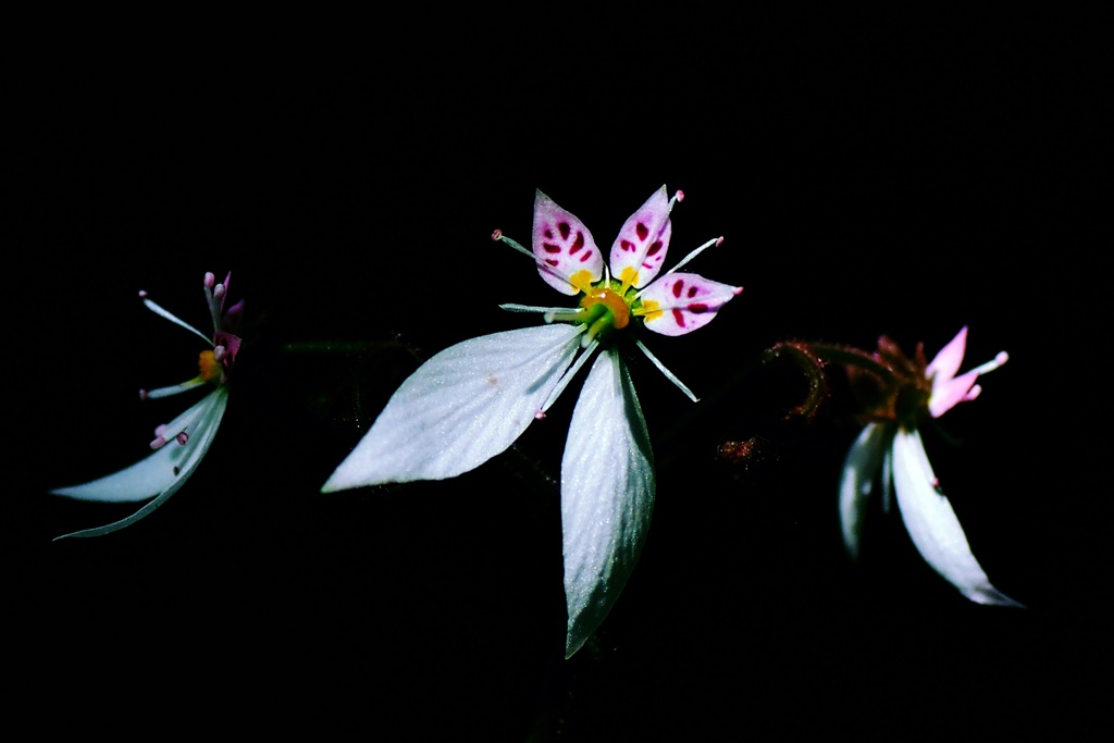 花魁の髪飾り(Ⅲ）