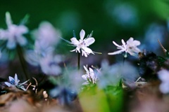 節分草