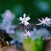 節分草