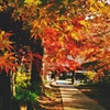 秋の安行興禅院参道