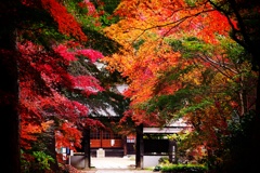 秋の安行興禅院