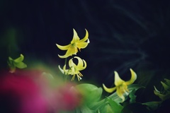 黄花カタクリ
