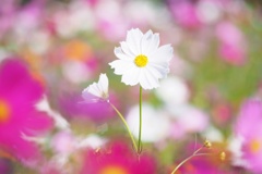 秋桜の花咲く頃(Ⅴ）
