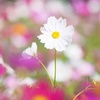 秋桜の花咲く頃(Ⅴ）