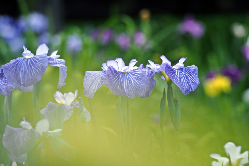 花しょうぶ（Ⅱ）