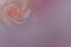 薔薇