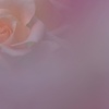 薔薇
