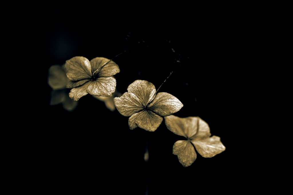 枯れるが華（Ⅲ）