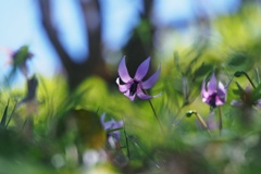 カタクリの花咲く頃（Ⅱ）