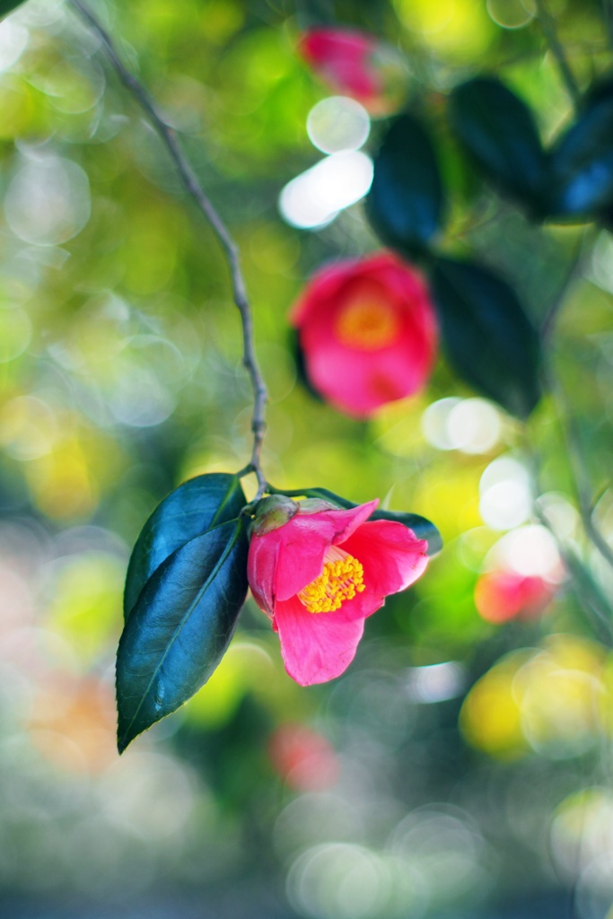 椿の花咲く頃