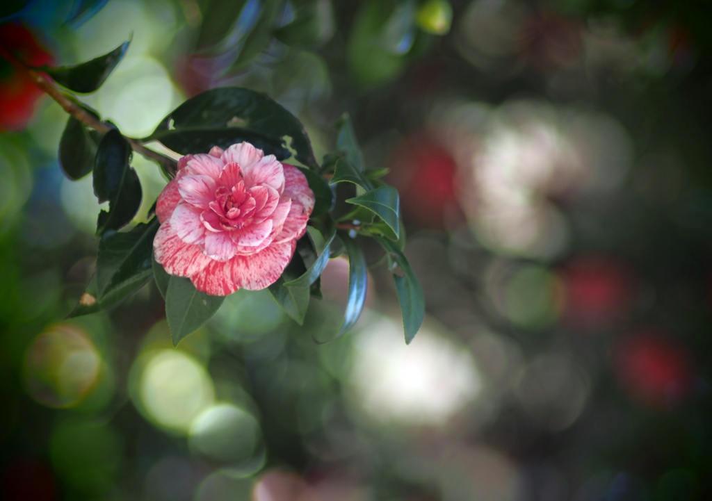 椿の花咲く頃（Ⅳ）