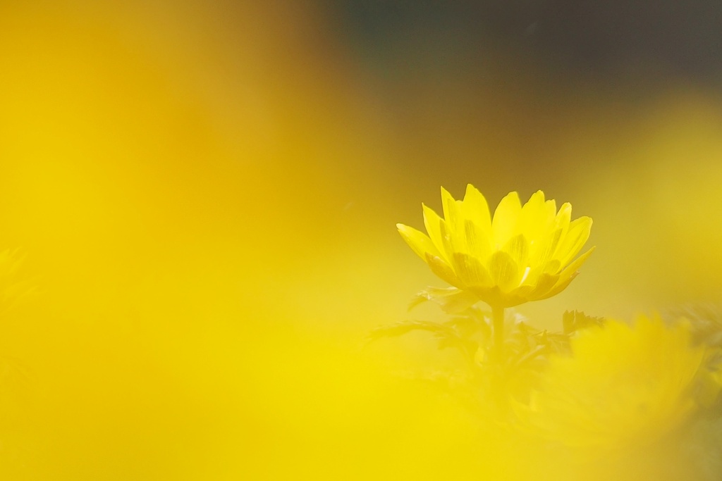 happiness in yellow