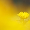 happiness in yellow