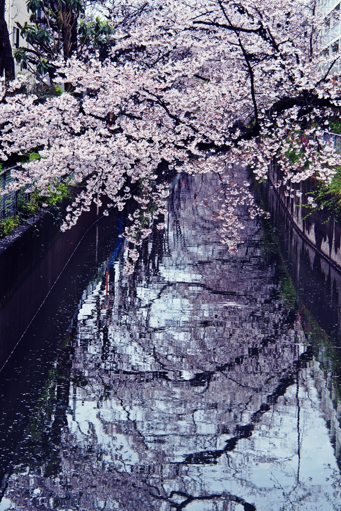 見沼用水の桜