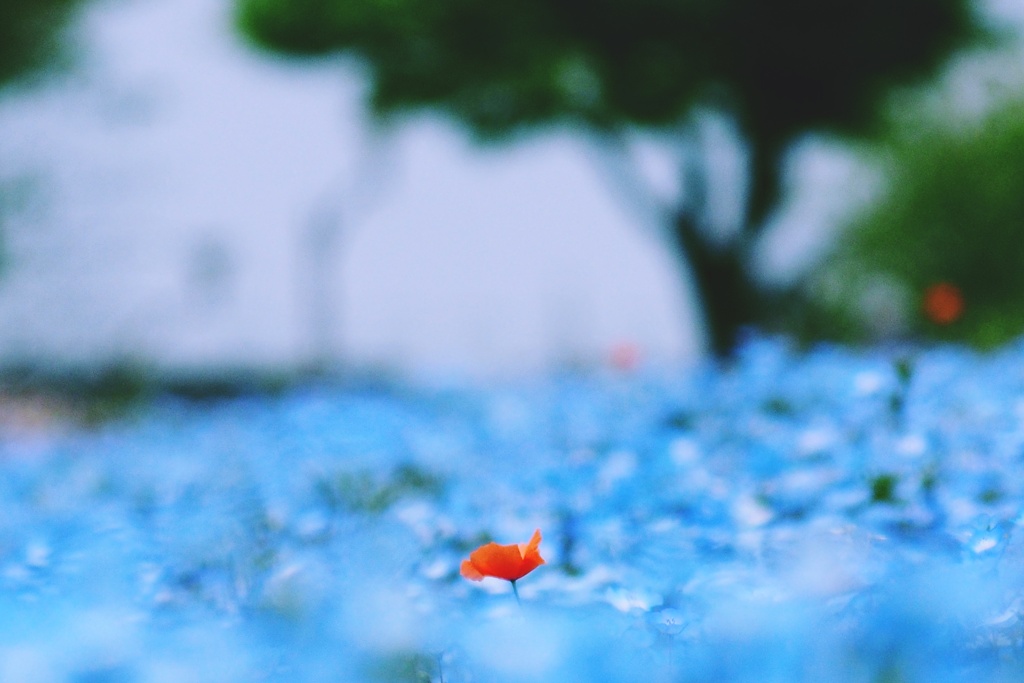ひなげしの花咲く舎人公園（Ⅱ）