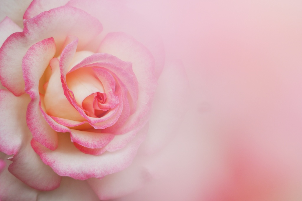 与野公園の薔薇