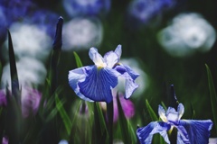 染谷花菖蒲園にて