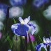染谷花菖蒲園にて