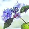 紫陽花に首ったけ