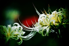 白い彼岸花