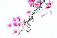木蓮の花咲く頃