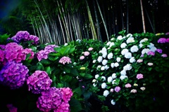 紫陽花と竹林
