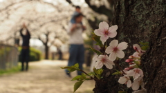 見沼の畔の幹桜