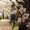 見沼の畔の幹桜