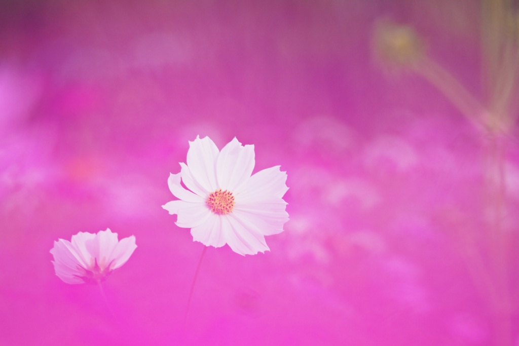 秋桜の花咲く頃（Ⅲ）