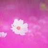 秋桜の花咲く頃（Ⅲ）