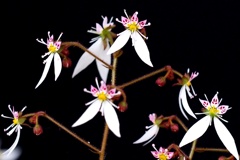私は日陰の華（Ⅱ）