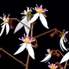 私は日陰の華（Ⅱ）
