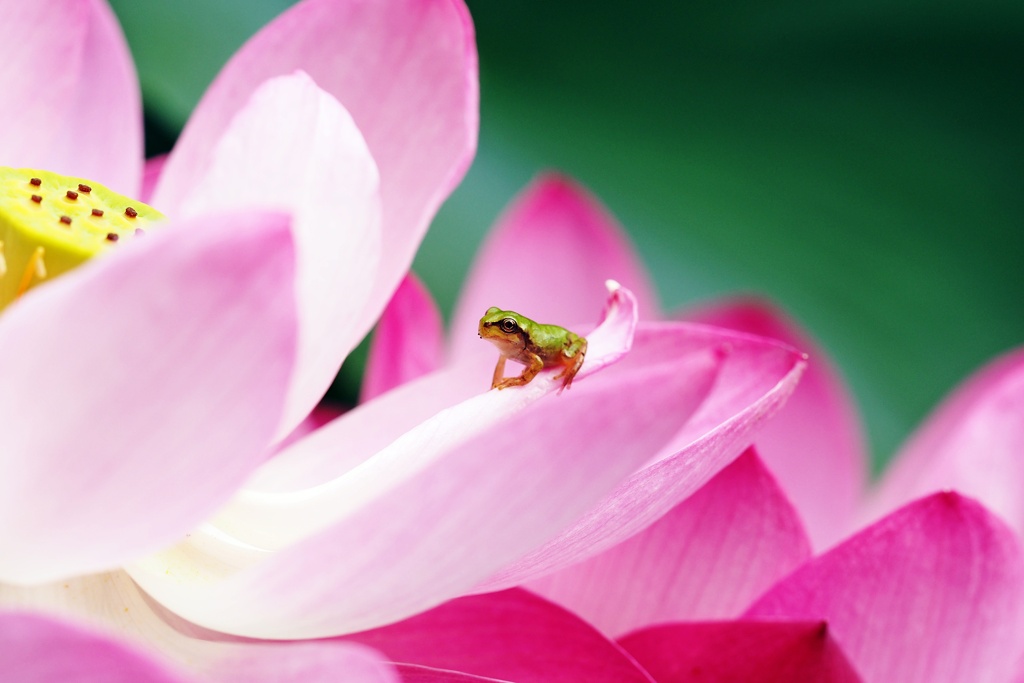 蓮の花にはアマガエルが似合う
