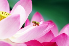 蓮の花にはアマガエルが似合う