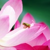 蓮の花にはアマガエルが似合う