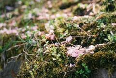 苔と花びら