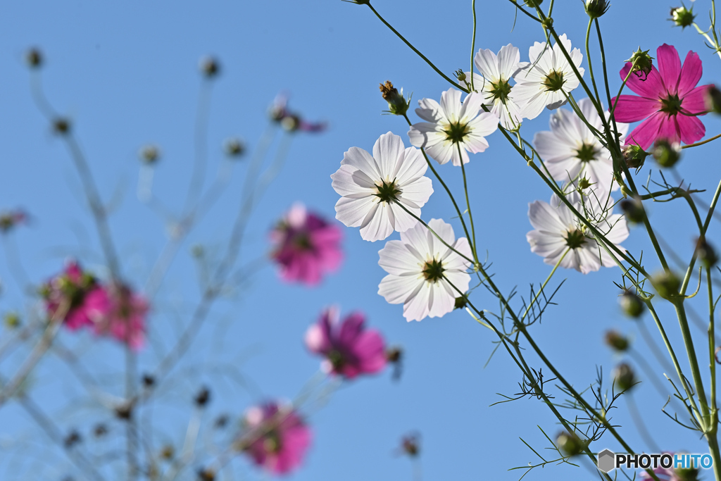 秋桜