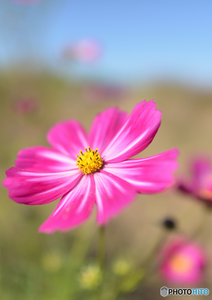 秋桜