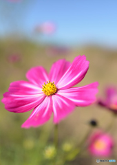 秋桜