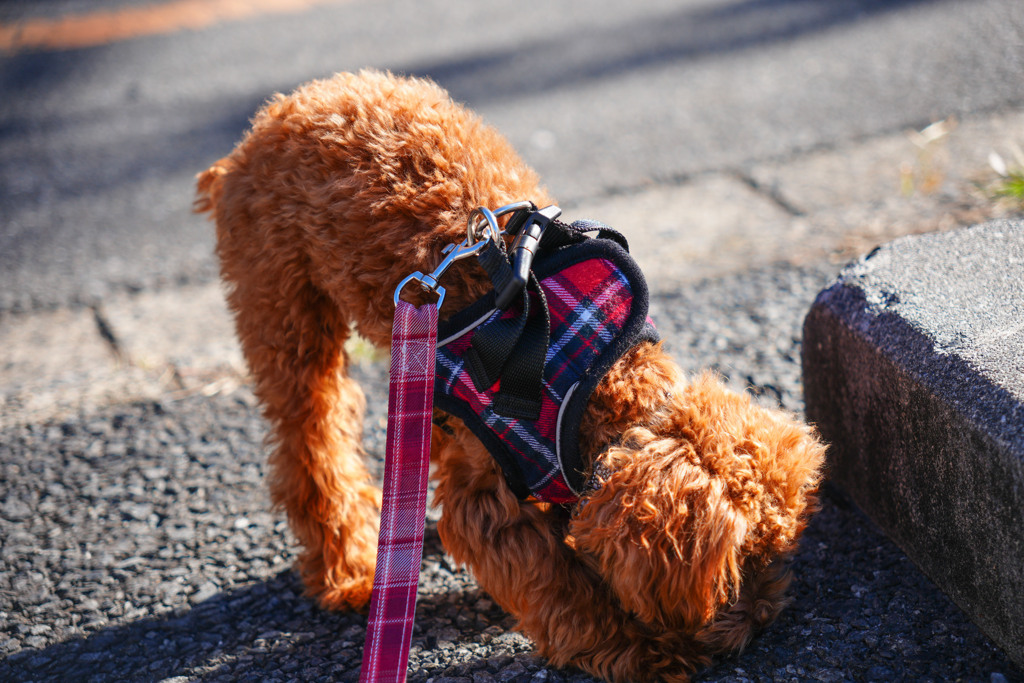 愛犬