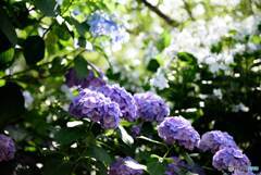 紫陽花