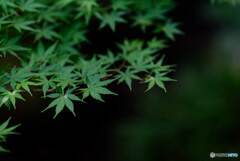 青紅葉