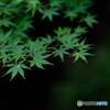 青紅葉