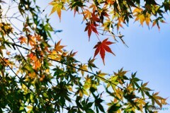 色づき