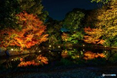 紅葉ライトアップ