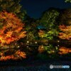 紅葉ライトアップ