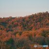 夕暮れの紅葉