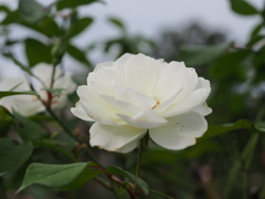 337E9101-8DC1-492F-A062-C95081070E8F
