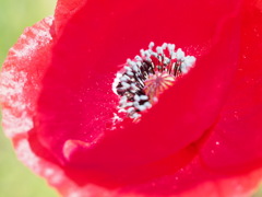 IMG_6990